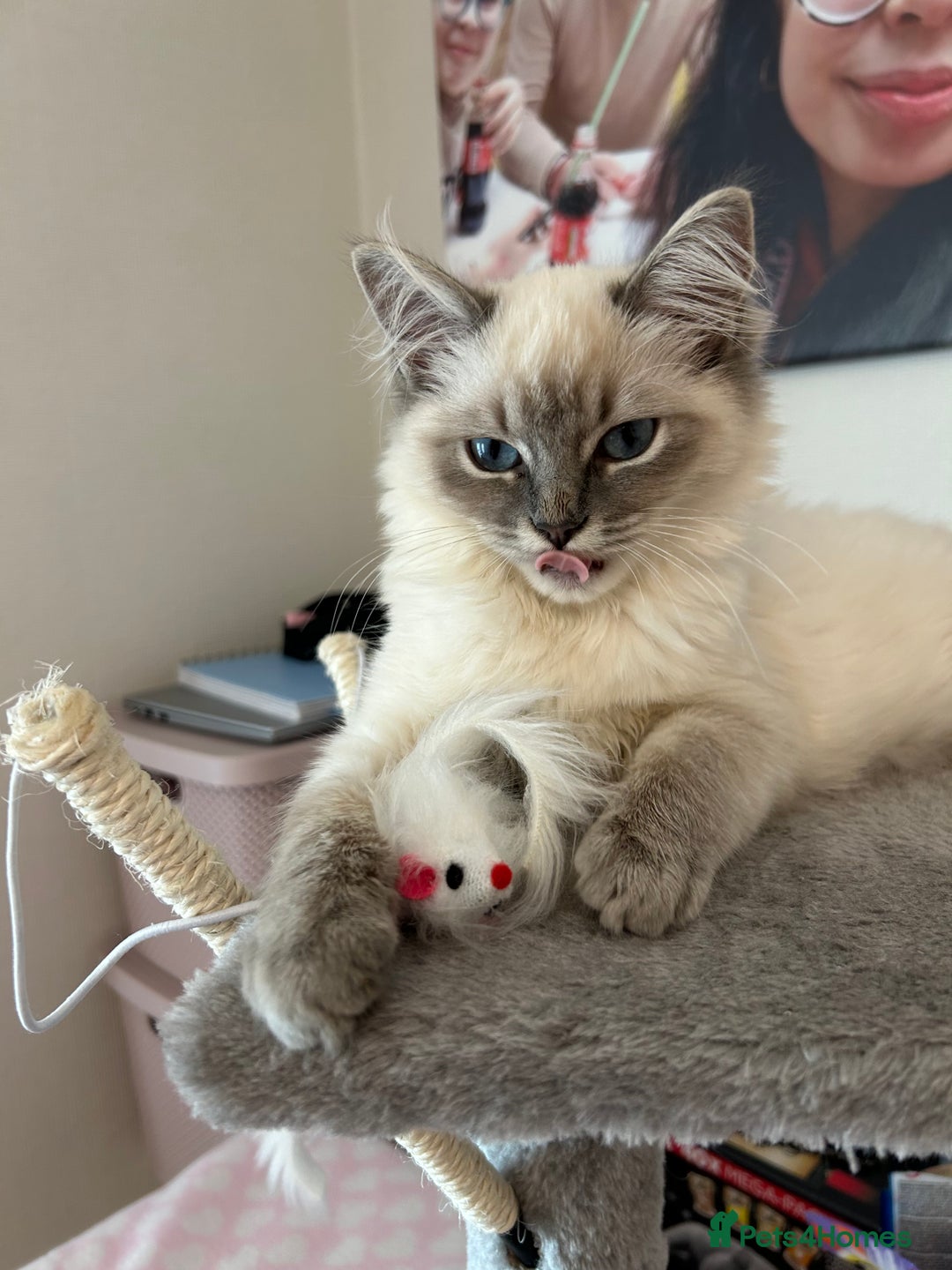 Ragdoll cats for sale: Adorable Ragdoll x Ragamuffin kittens - Image 1