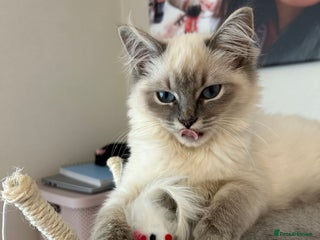 Ragdoll cats - Advert 1