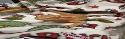 Bearded Dragon reptiles for sale: Friendly bearded dragon in Clevedon - Advert 3