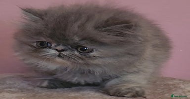Exotic cats - Advert 3