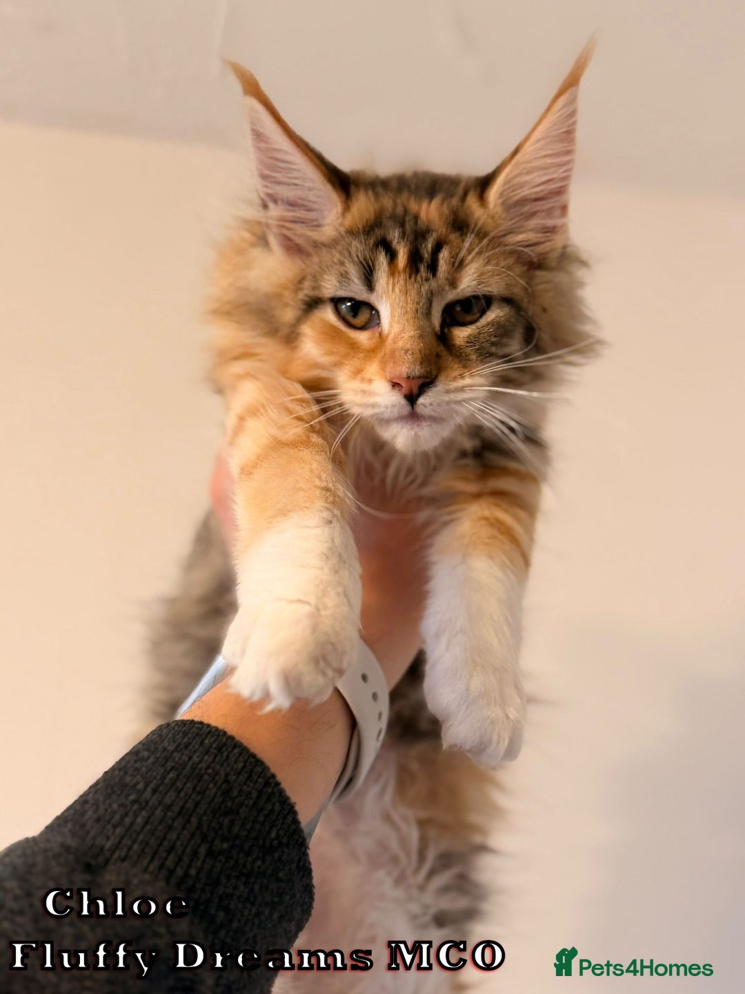 Maine Coon cats for sale: Fluffy Maine Coons 3 girls 1 boy active/non-active - Image 13