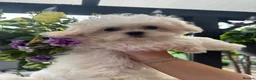Maltese dogs for sale: 😍Tiny pedigree Maltese puppies🥰  - Advert 6