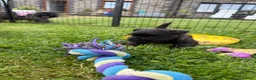 Cairn Terrier dogs for sale: Beautiful KC Reg Cairn Terrier Puppies 🐾  - Advert 9