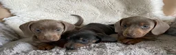 Dachshund dogs for sale: Gorgeous dachshund puppies deposit secure  - Advert 9