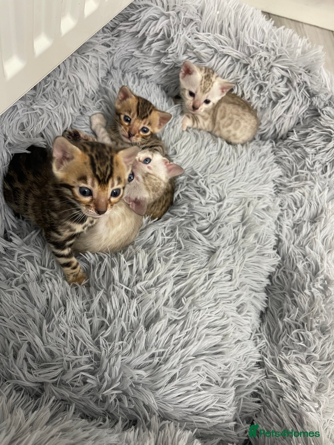 Bengal cats for sale: Bengal kittens for sale - Advert 6