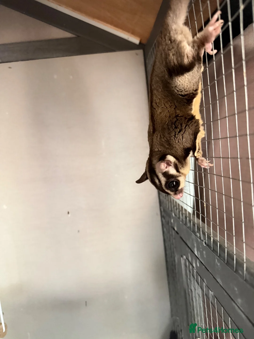 Sugar Glider rodents for sale: Male sugar glider  in Llangollen - Advert 5