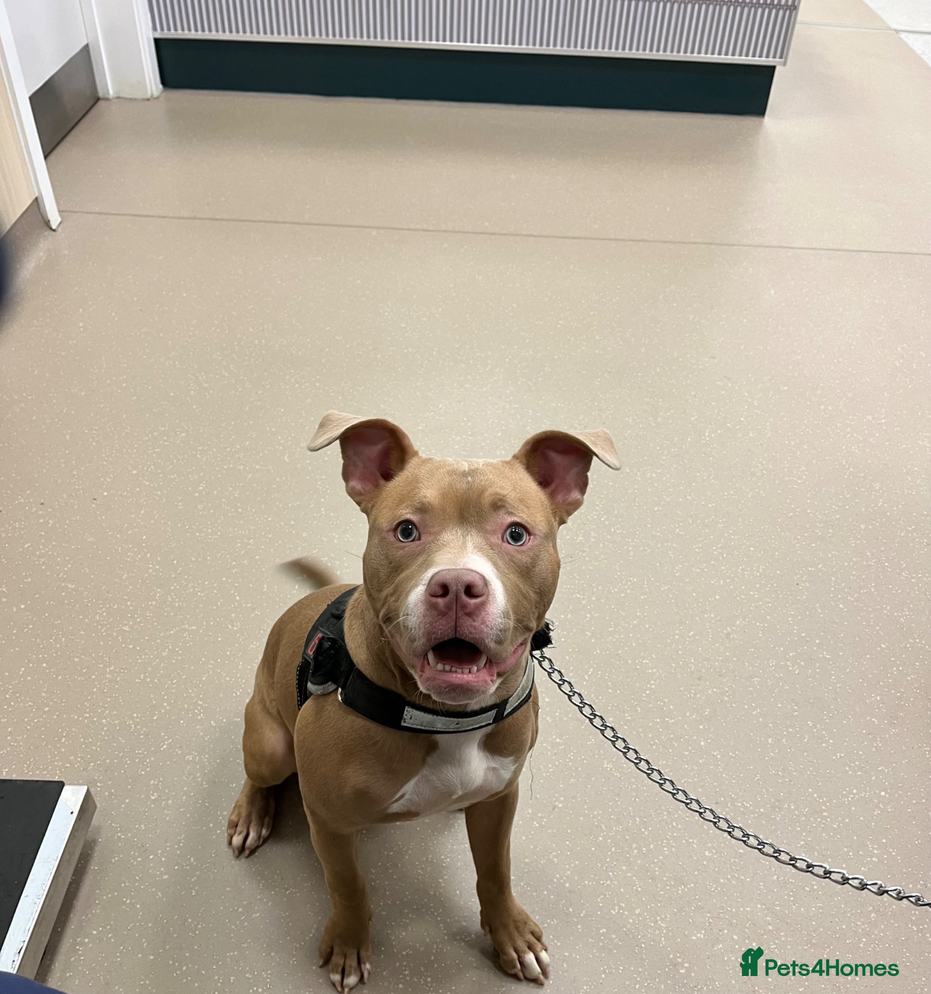 Mixed Breed dogs 7 month old Staffy x Pocket Bully for sale  - Advert 1