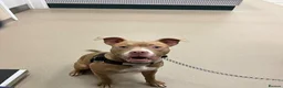Mixed Breed dogs for sale: 7 month old Staffy x Pocket Bully for sale  in Blackburn - Advert 1