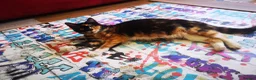 Mixed Breed cats for sale: For Sale–3 Male Kittens Looking for Loving Homes  - Advert 3