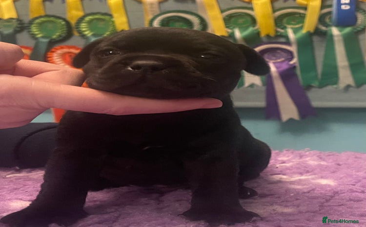 Staffordshire Bull Terrier dogs - Advert 3