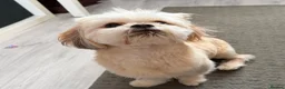 Shih Tzu dogs for stud: Shih Tzu Stud – Arlo (1 Year Old, Not Proven) - Advert 8