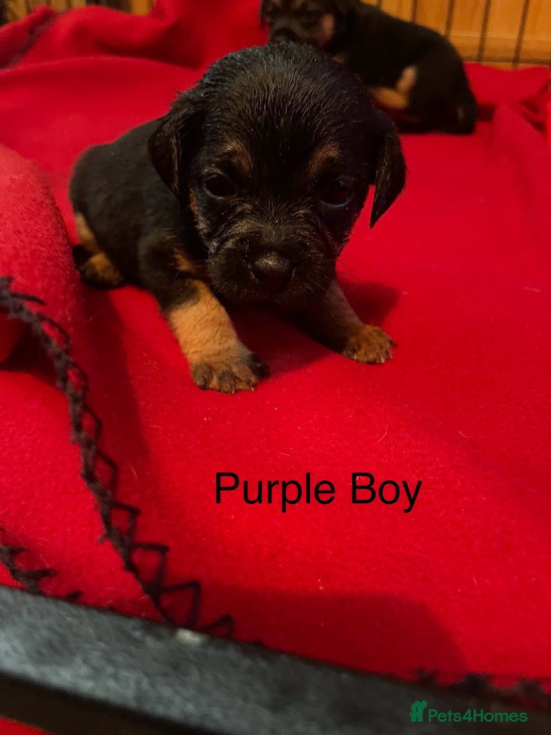 Border Terrier dogs for sale: Border Terrier Pups - Advert 14