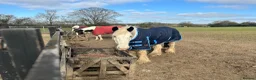Irish Cob horses for sale: Ride & drive heavy cob  - Advert 7