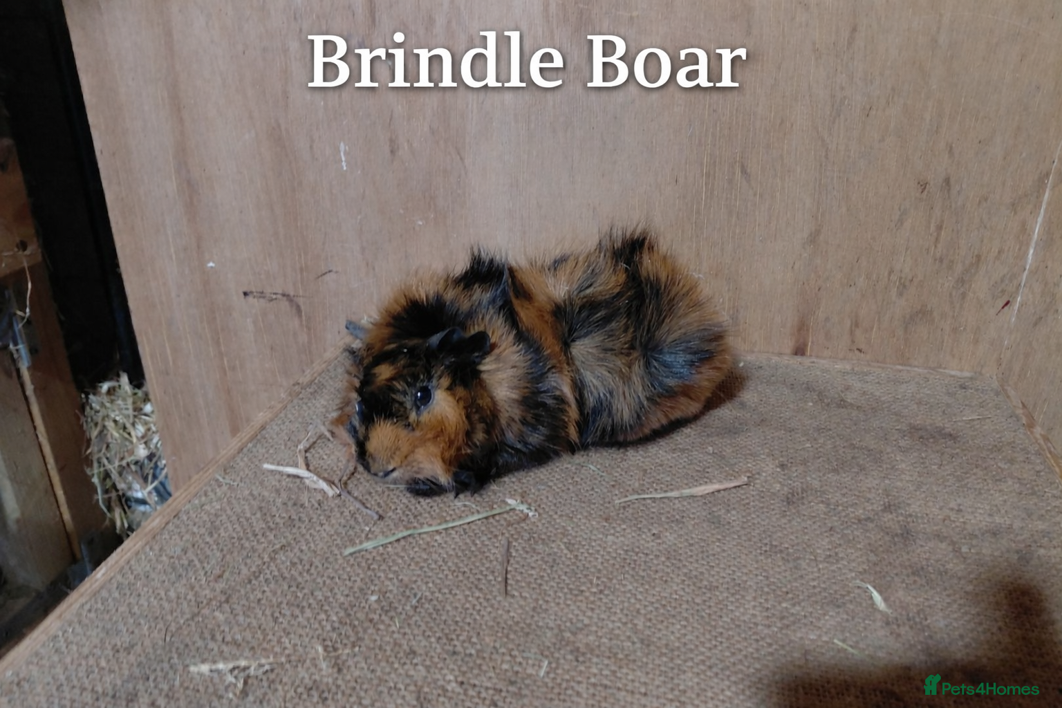 Guinea Pig rodents PE Golden and Abyssinians Available   - Advert 16