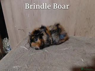 Guinea Pig rodents PE Golden and Abyssinians Available - Advert 16