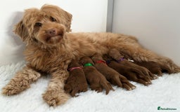 Australian Labradoodle dogs for sale: Superior Authentic Australian Labradoodle Puppies - Image 1