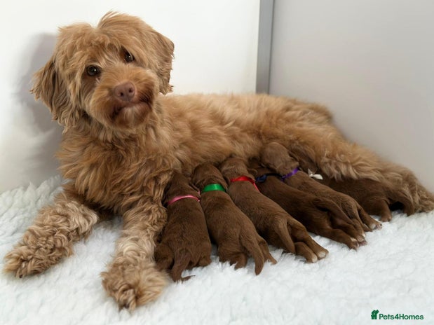 Australian Labradoodle dogs - Advert 3