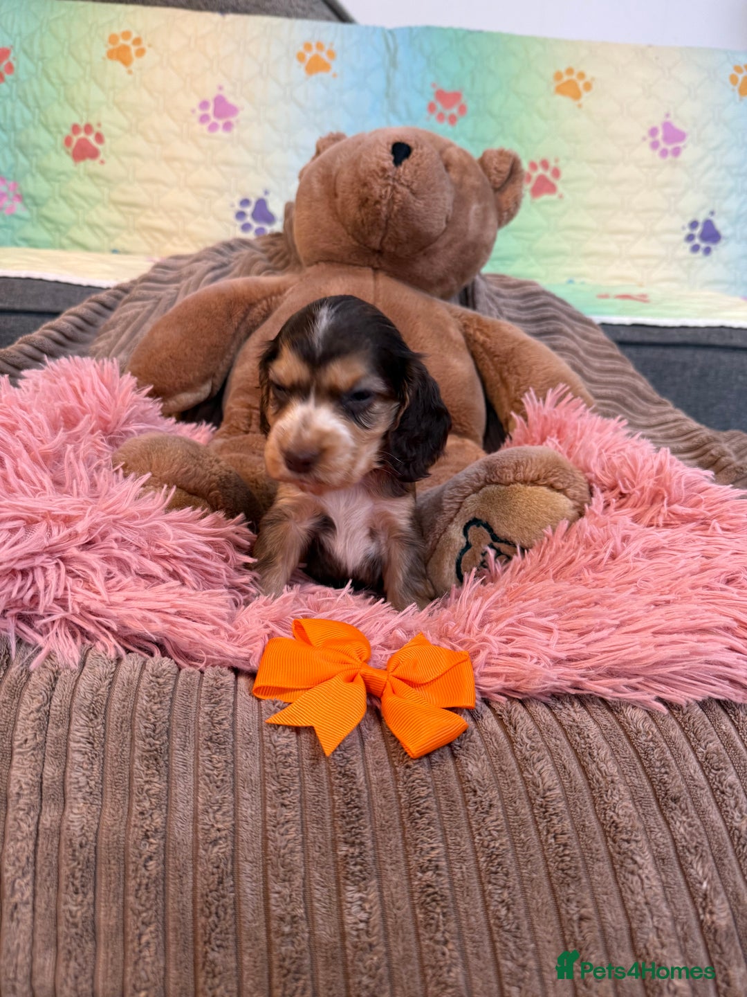 Cocker Spaniel dogs for sale: Beautiful cocker spaniels DNA clear  - Image 9