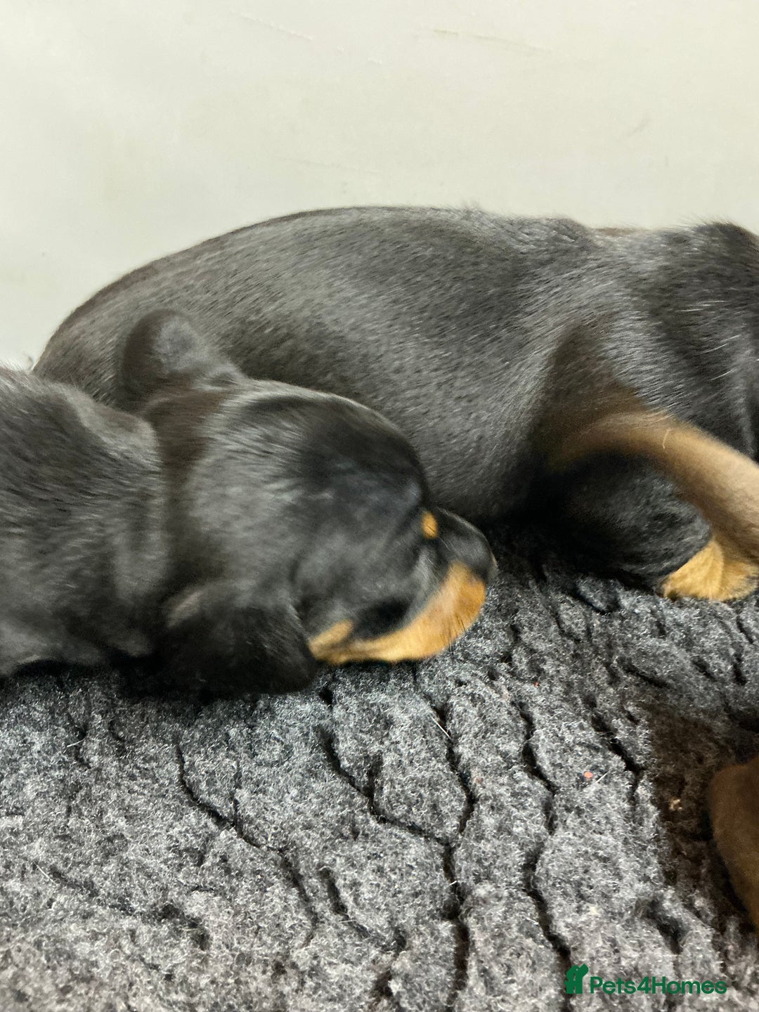Miniature Dachshund dogs for sale: Nature smooth hair dash shows - Advert 5