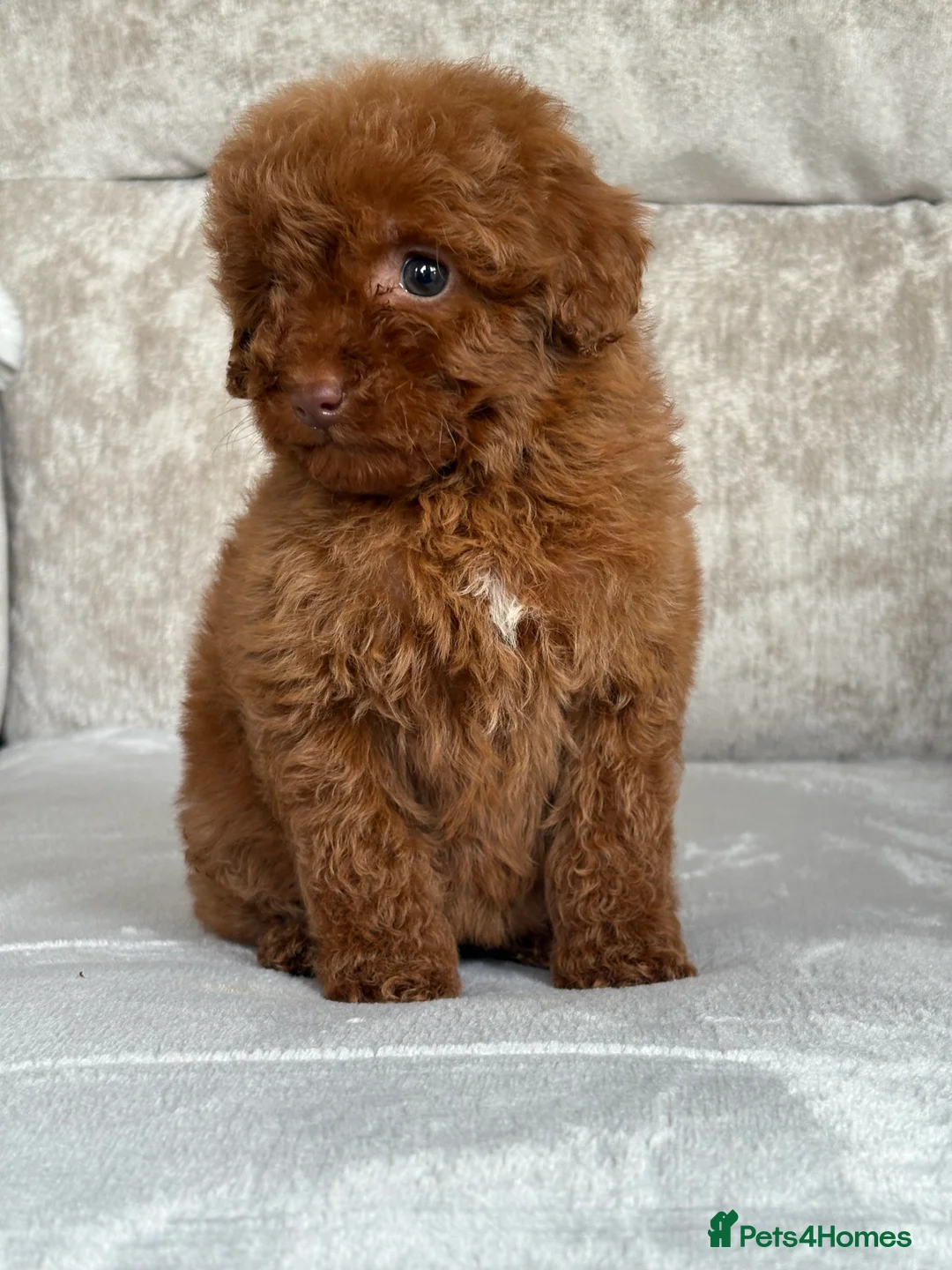 Miniature Poodle dogs for sale: Stunning miniature poodles - Advert 8
