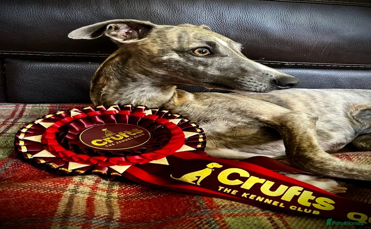 Whippet dogs - Advert 1