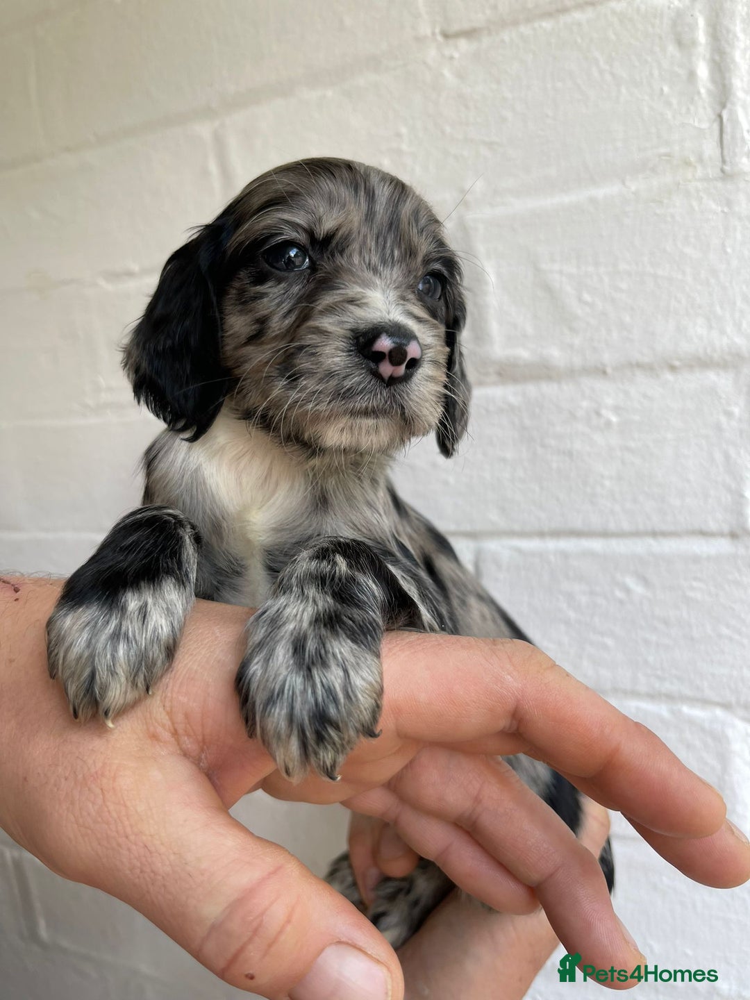 Cockapoo dogs for sale: Adorable Cockerpoo Puppies Ready - Image 19