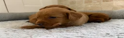 Labradoodle dogs for sale: F1B Quality Health Tested Fox Red Labradoodle  - Advert 11