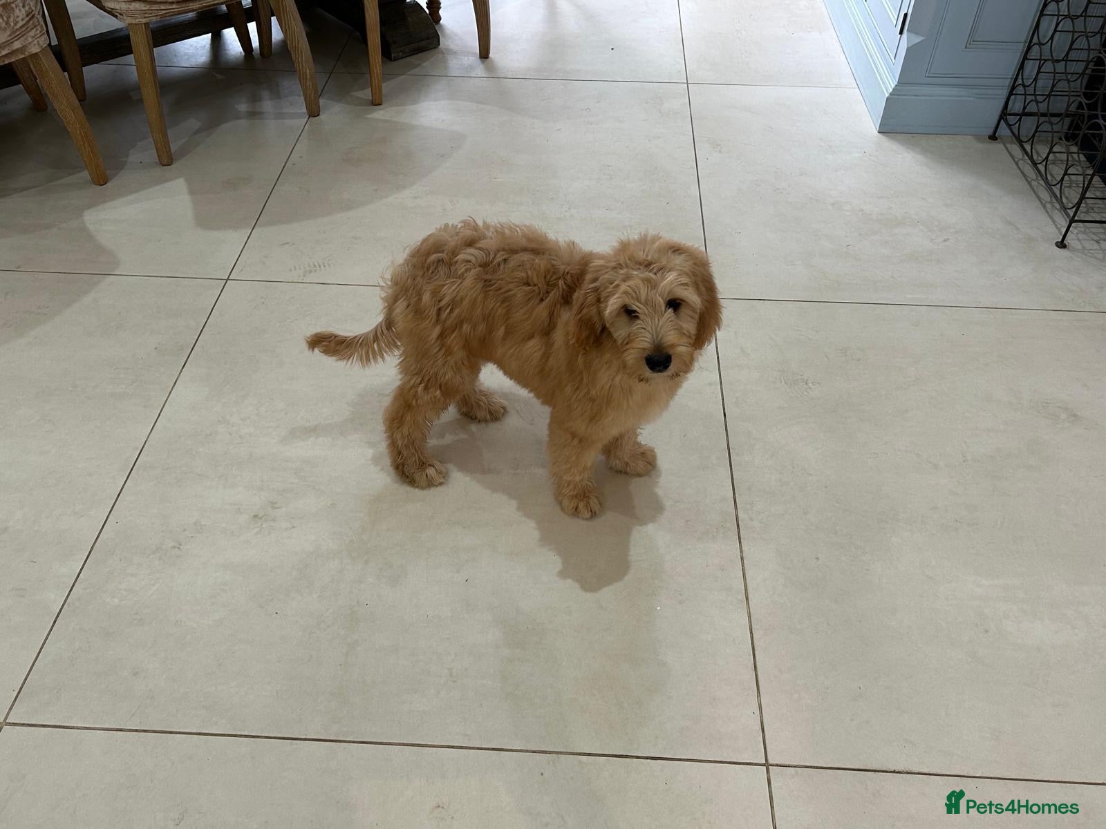 Mixed Breed dogs MultiGen Double Doodle - Advert 2