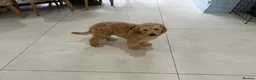 Mixed Breed dogs for sale: MultiGen Double Doodle - Advert 2