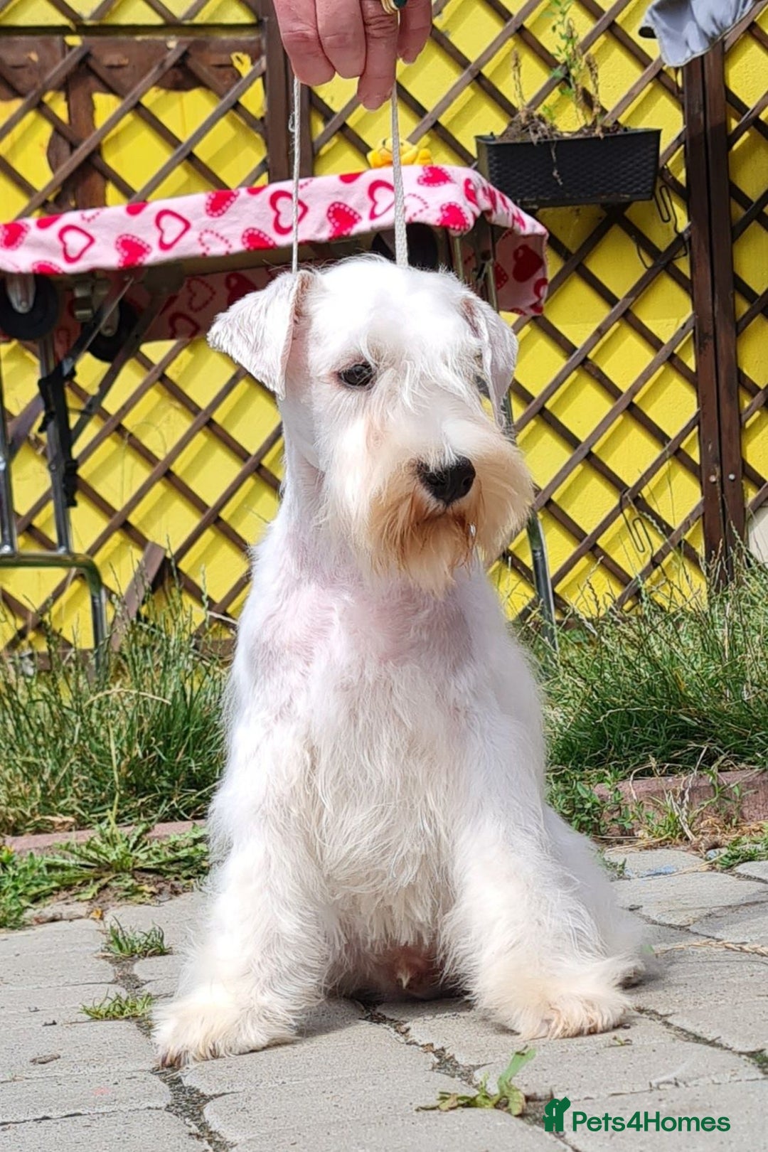 Miniature Schnauzer dogs for stud: Junior Champion of Poland 2024 in Preston - Image 4