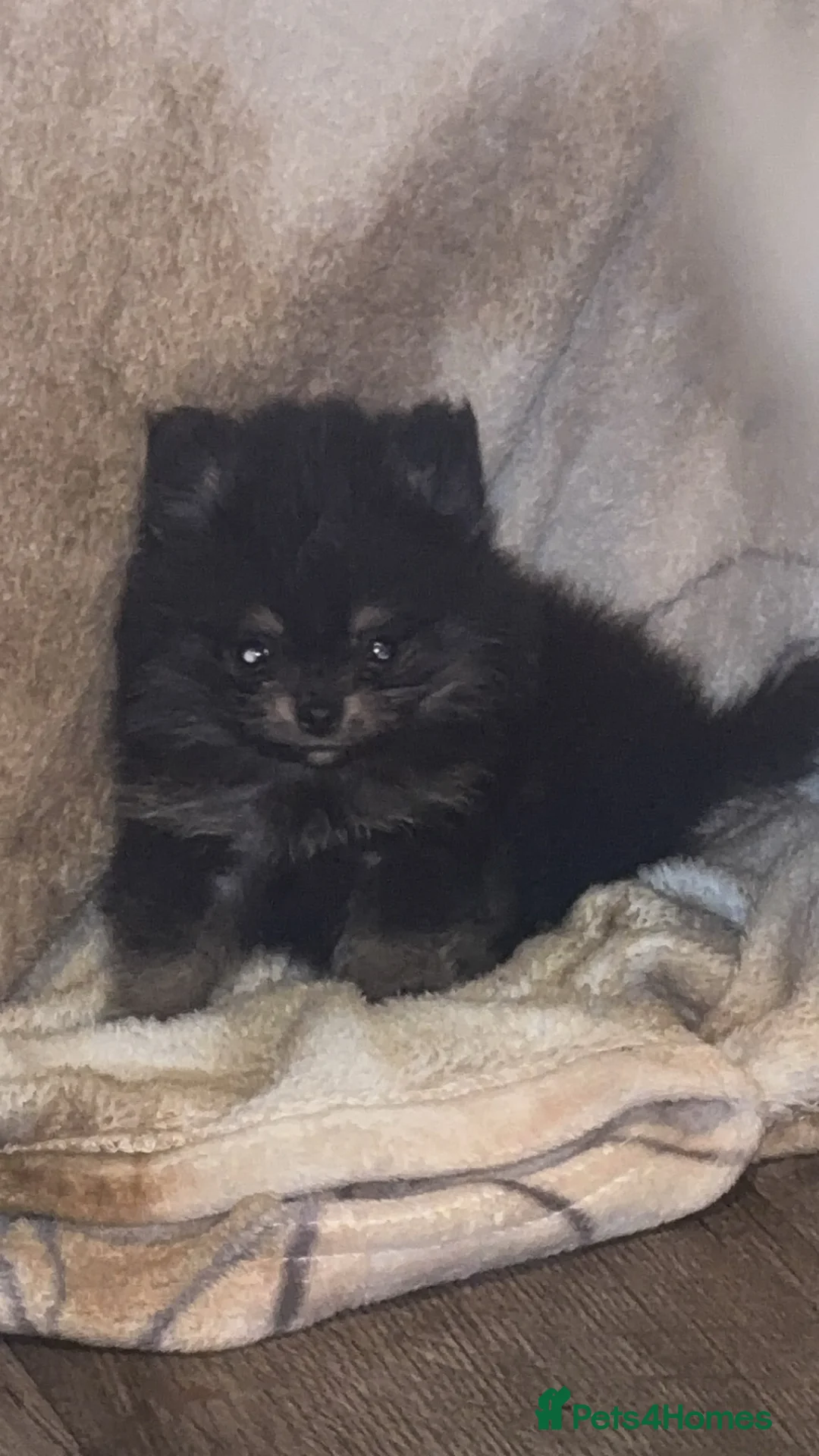 Pomeranian dogs for sale: Pomeranian puppy’s  - Advert 1