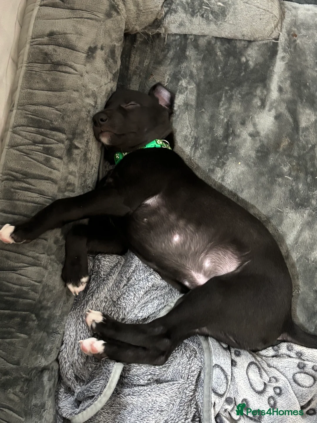 Whippet dogs for sale: KC black with white tip Whippet puppies - Advert 7