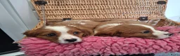 Cavalier King Charles Spaniel dogs for sale: Cavalier king charles pups - Advert 22