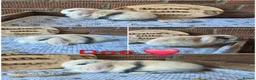 Mini Lop rabbits for sale: Gorgeous pure breed mini lops  - Advert 5