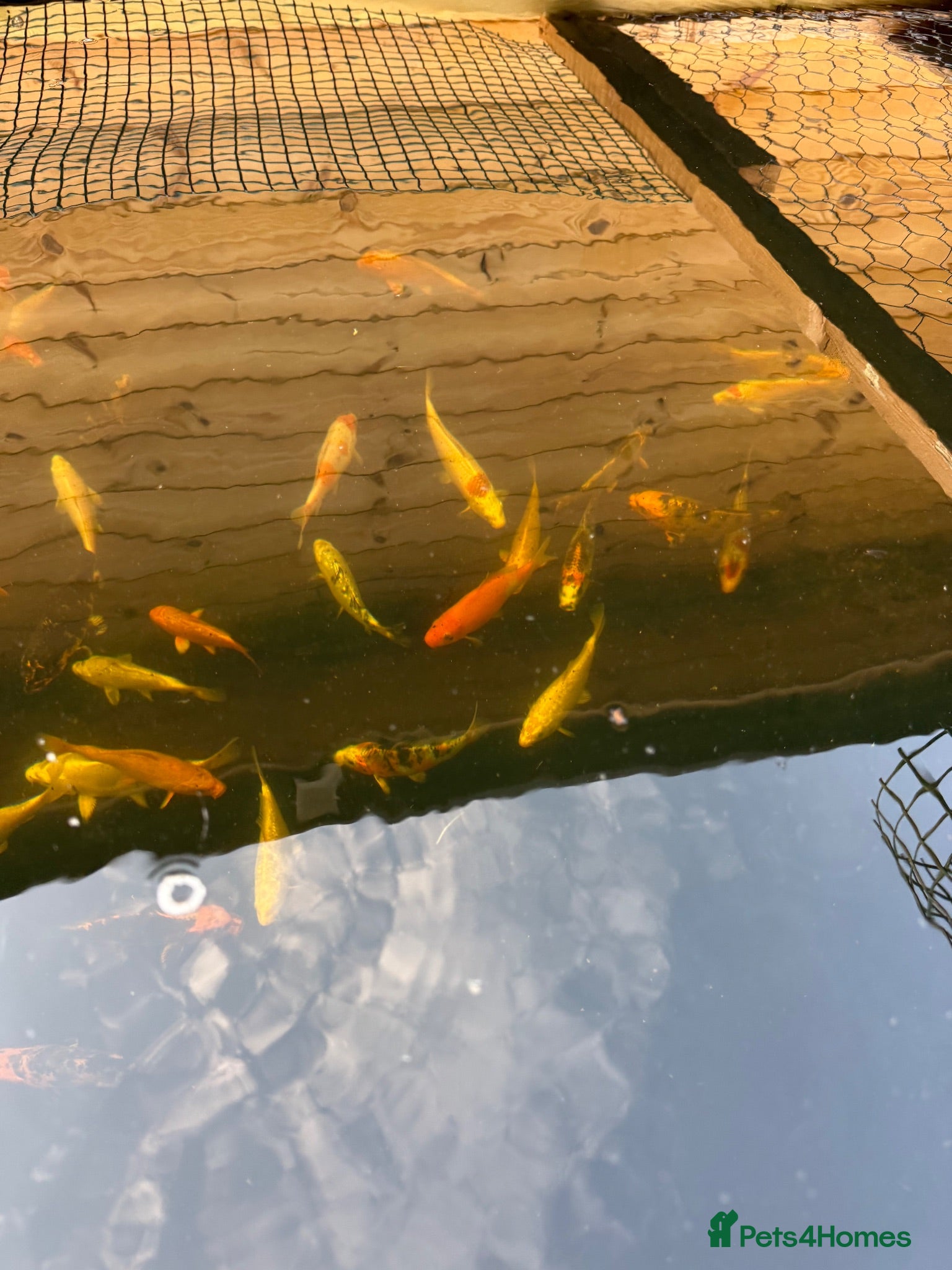 Koi Carp fish Koi carp - Advert 2