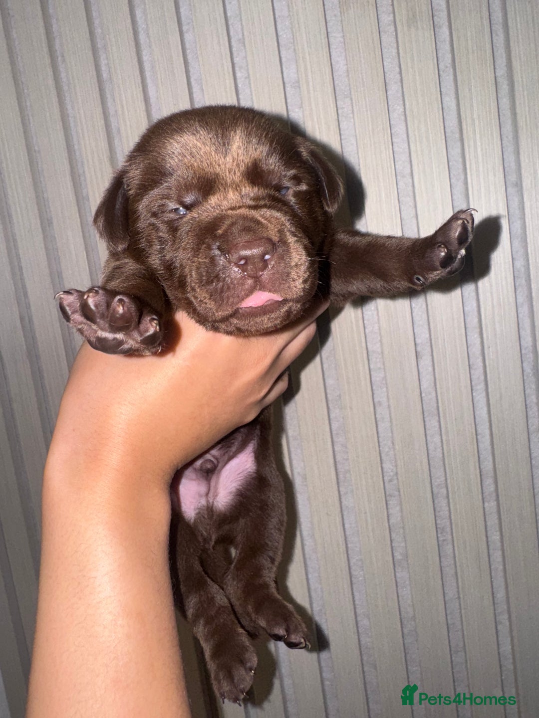Mixed Breed dogs for sale: Shar Pei cross breed X Labrador Puppies  - Advert 5