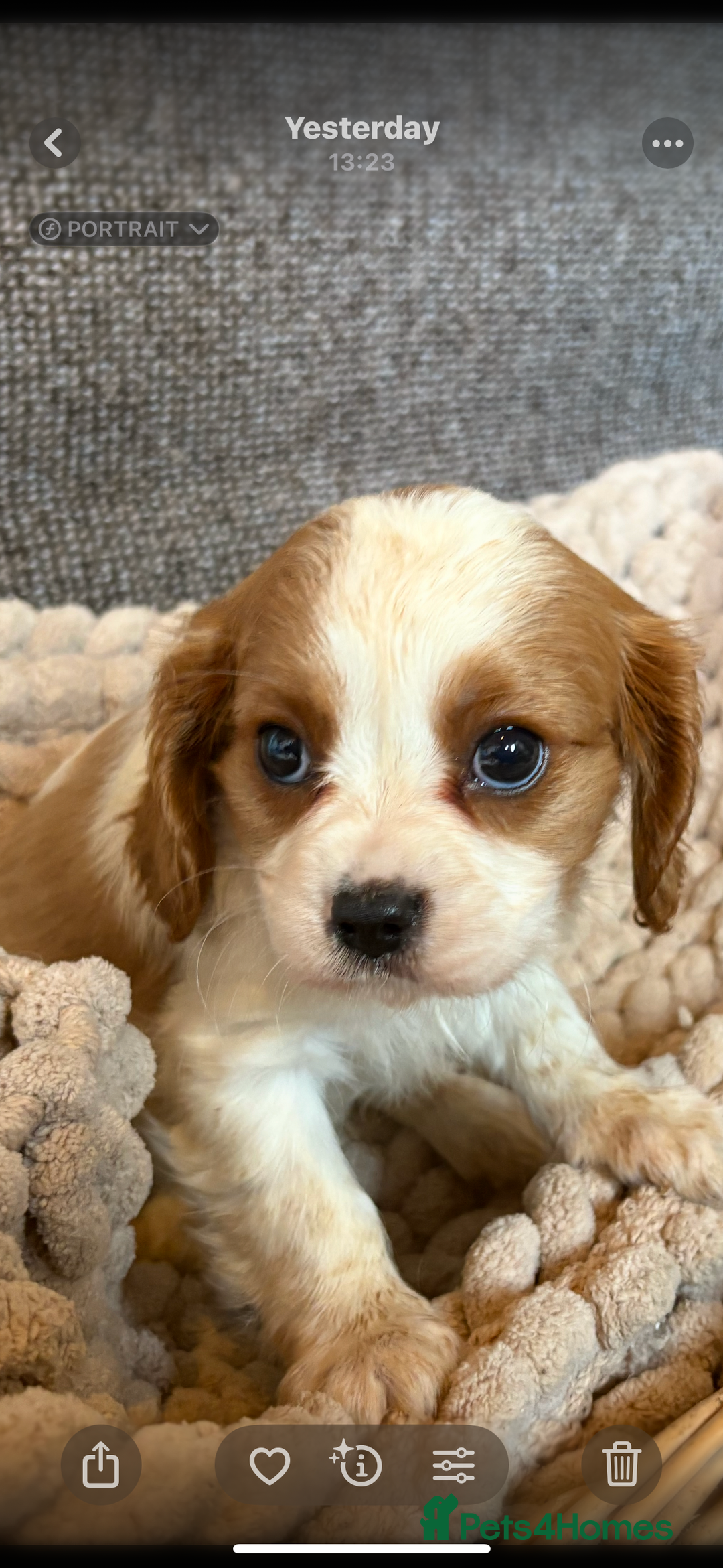 Cavalier King Charles Spaniel dogs for sale: Cavalier King Charles Puppys   - Advert 14