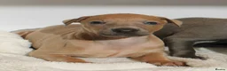 Italian Greyhound dogs for sale: KC Reg Italian Greyhounds - Advert 5