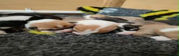 Welsh Corgi Pembroke dogs for sale: Welsh Corgi (Pembroke) - Advert 15