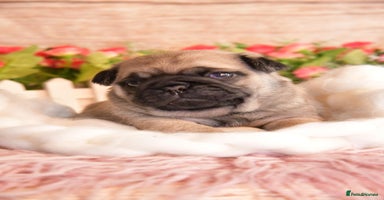 Pug dogs - Advert 2