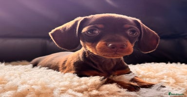 Miniature Dachshund dogs - Advert 5