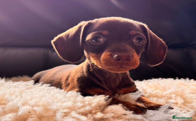 Miniature Dachshund dogs for sale - Advert 1