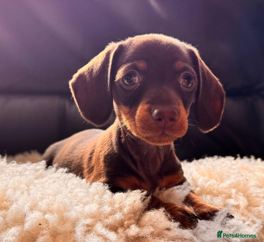 Miniature Dachshund dogs for sale: BEAUTIFUL MINI DACHSHUND PUPPIES  - Image 1