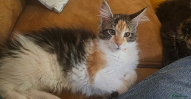Maine Coon cats - Advert 8
