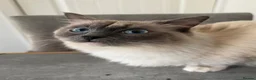 Ragdoll cats for sale: Ragdoll active registration  - Advert 4