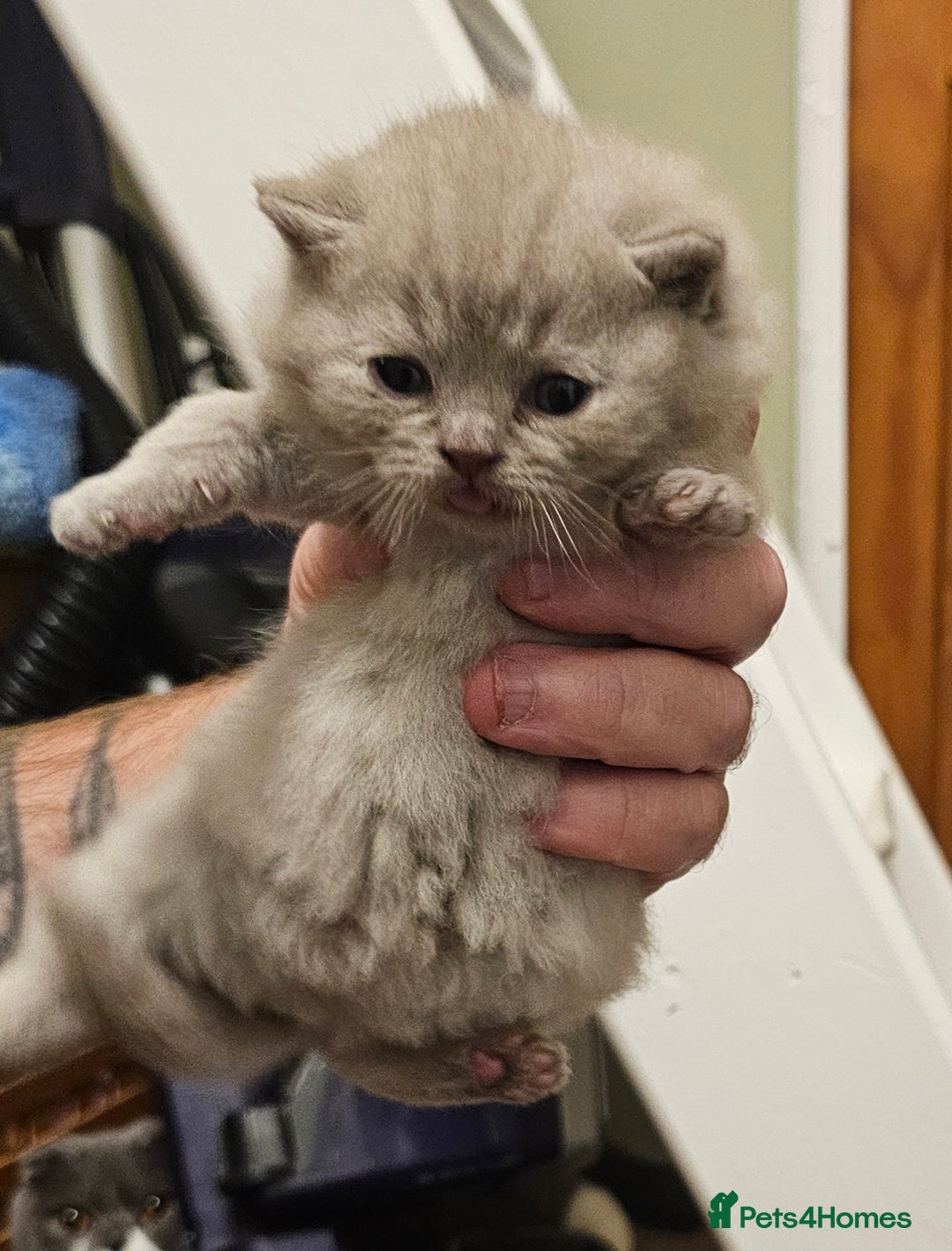 British Shorthair cats for sale: Bundles of joy - Advert 5