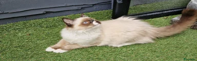 Seal mitted boy