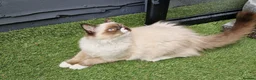 Ragdoll cats for sale: GCCF Registered Ragdoll Kittens  - Advert 14
