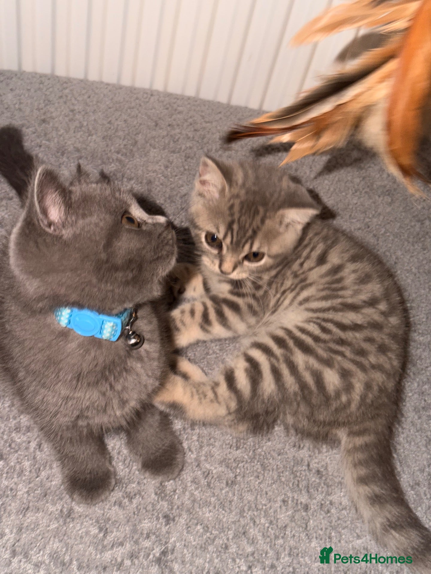 British Shorthair cats British shorthair kittens  - Advert 1