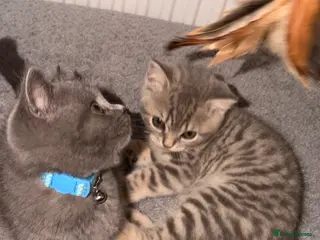 British Shorthair cats British shorthair kittens - Advert 1